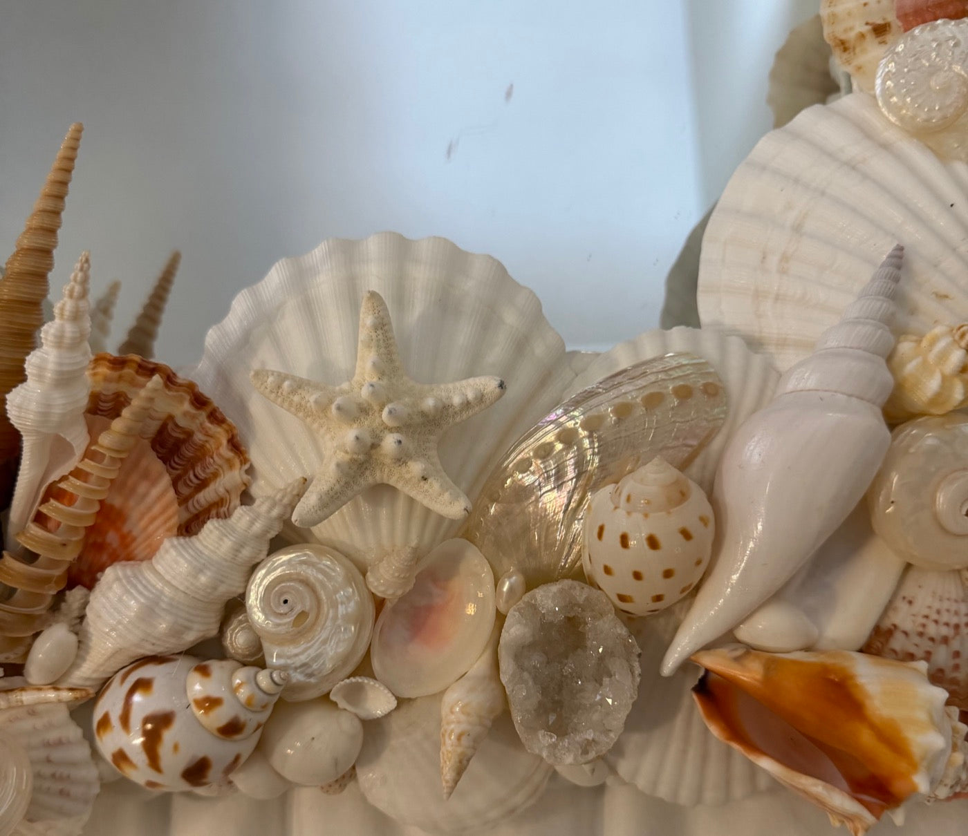 Scallops, starfish, and iridescent abalone