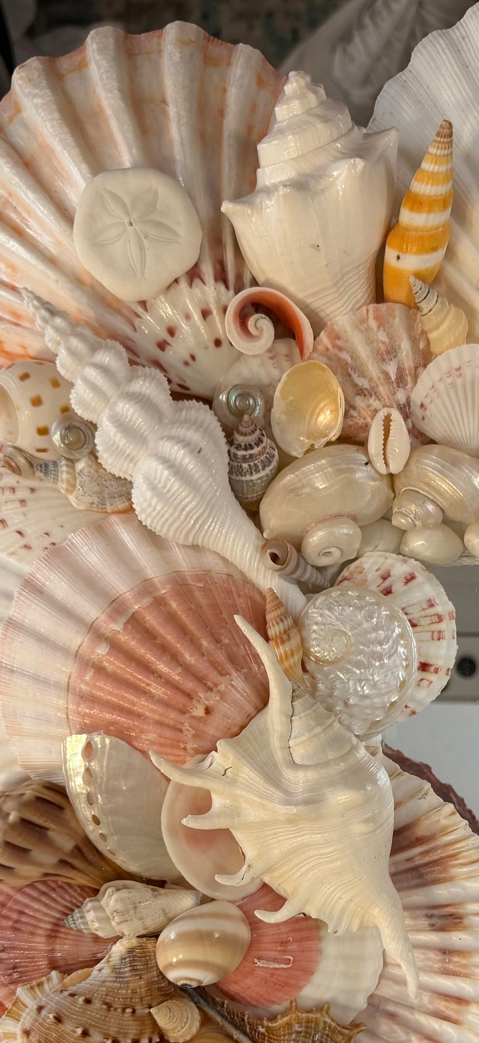 Shell Mirror No. 3