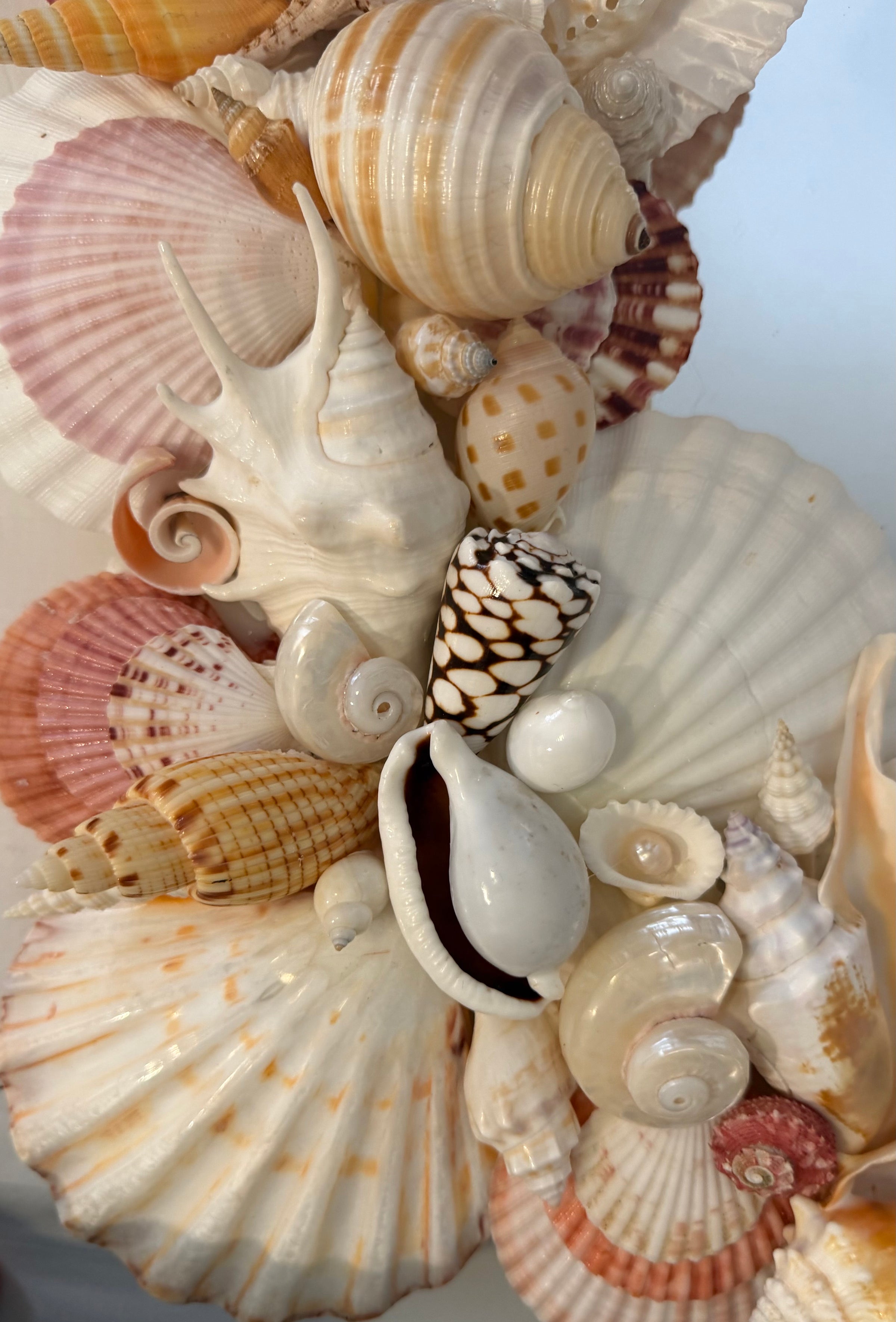 Shell Mirror No. 3