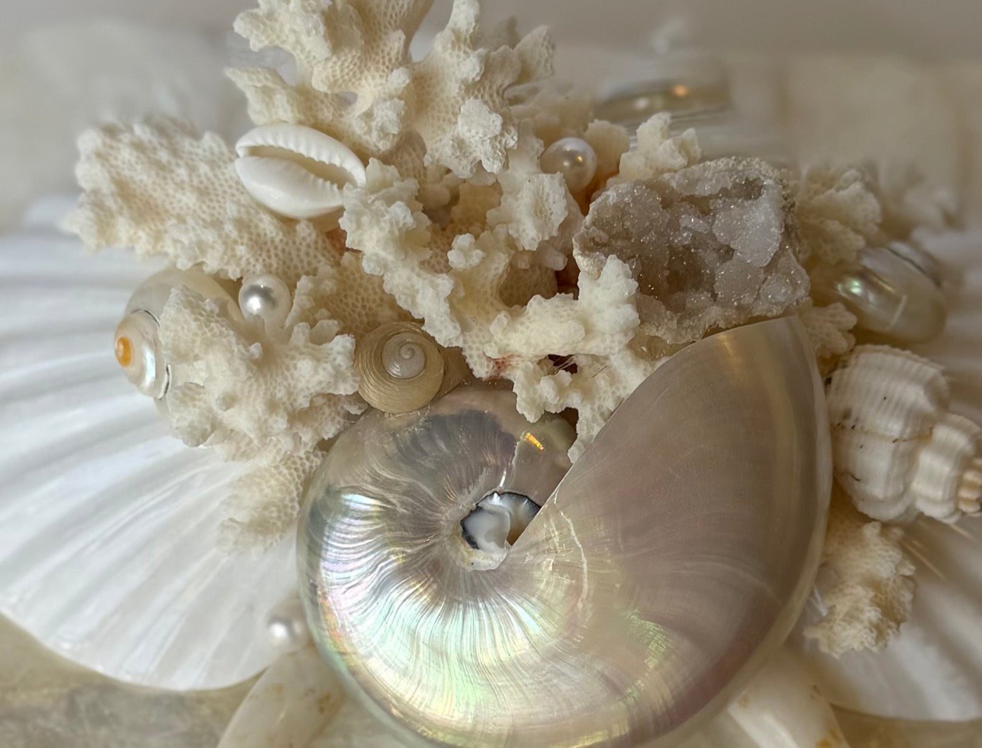 Nautilus shell among coral, sparkling crystal accents, and pearls